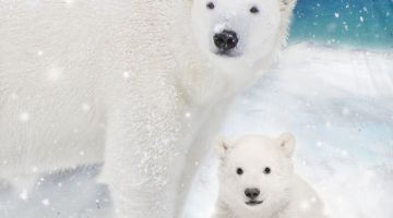image_241198e5c59100_1_309e074b6c2b58ffe808d4aefa51ed71.jpeg