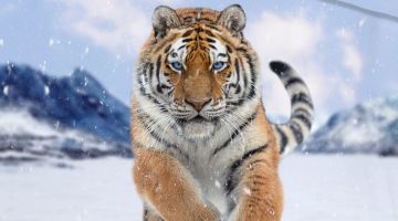 image_1ba3011674756c_1_362a5bc2e9025517948e9e82c626a181.jpeg
