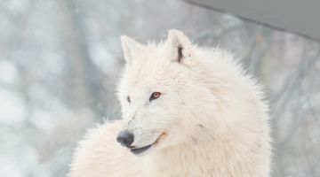 image_5891406bce57f2_1_da8ec396bca826cd5e484cd666d94dff.jpeg