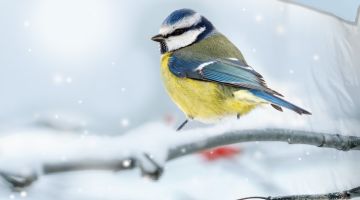image_6c679dfabda437_1_a88a37304386f2e0d9a828317b42bd27.jpeg