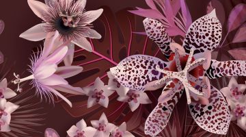image_2bc591421c96ac_1_486a2a32e1a5274c68ab313469f80f6b.jpeg