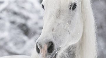image_9557dc2218ab68_1_ccf75ee4812f036f7ffb085161caacaf.jpeg