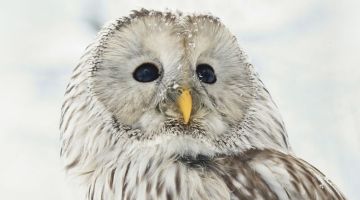 image_5d5c97c94e4059_1_1a09b6f0bfd1c1a55cde358672a7ff0d.jpeg