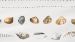 Dekbedovertrek Marjolein Bastin Shellfish - Wit