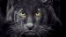 Dekbedovertrek Pure Panter - Black