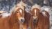 Dekbedovertrek Kids Good Morning Happy Horses - Multi