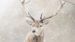 Dekbedovertrek Good Morning Snowydeer - Sand