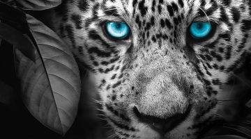 image_7bdde74a245e68_1_dc06e41bf67e1785a7818e4cdbd41cde.jpeg