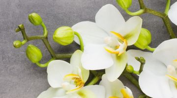 image_27ab0db0b8ef08_1_864b352e86609f50e0440408a2f791e0.jpeg