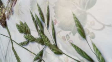 image_2e10e04d6cdb48_1_065db8c0c6657dd4e876d7d86519894f.jpeg