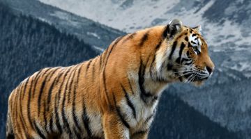 image_61b13196b1dc2e_1_d6c102b14b5e77625e31cd5af0db885b.jpeg